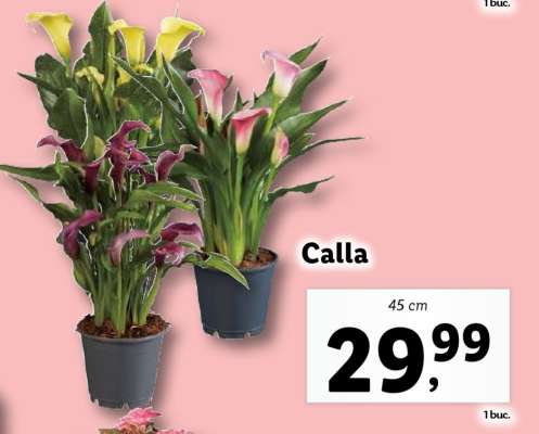 Calla