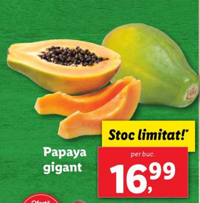 Papaya gigant