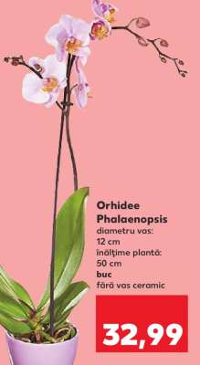 Orhidee Phalaenopsis