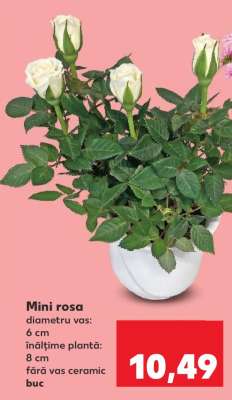 Mini rosa