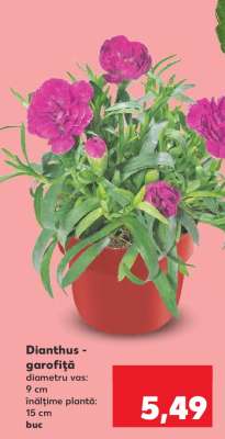 Dianthus - Garofița