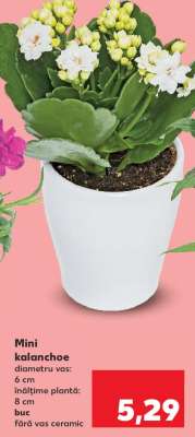 Mini kalanchoe