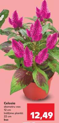 Celosia