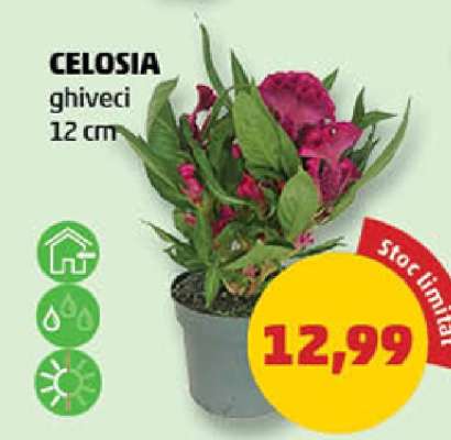 Celosia