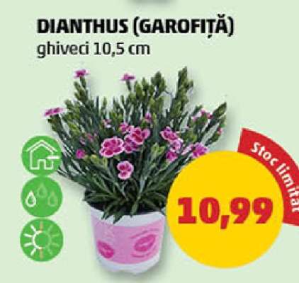 Dianthus - Garofița