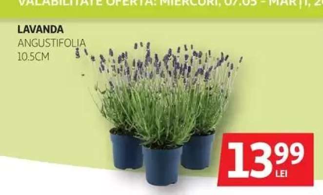 Lavanda angustifolia