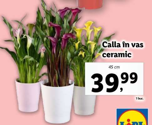 Calla în vas ceramic
