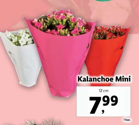 Kalanchoe Mini